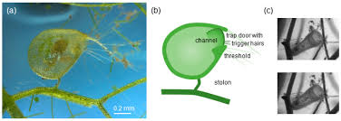 Image result for Utricularia sp.no.1