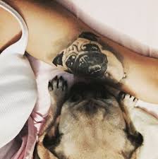 Foo dogs are actually a protective lion, their origins rich within asian history and symbolism. 20 Best Dog Tattoos That Show Your True Devotion