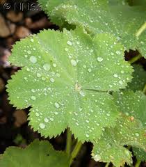 Image result for Gnidia mollis