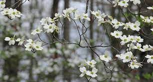 Expert recommended top 3 tree services in virginia beach, virginia. Virginia State Flower American Dogwood Proflowers Blog