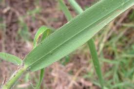 Image result for Melinis minutiflora