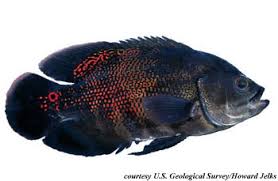 There are five diseases that strike oscar fish frequently and are easy to recognize, including hole in the head disease, ich, fin and tail rot, popeye. Astronotus Ocellatus Discover Fishes