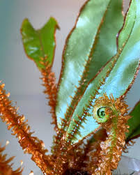 Image result for Elaphoglossum lancifolium