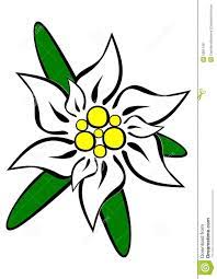 Edelweiss Flower Drawing Edelweiss Flower Drawing Flower Drawing Edelweiss Flower Drawings