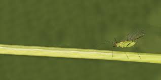 Pesticide applicator certification guide the following summary is offered as a general guide to the this course bundle is designed for the oklahoma commercial applicator with a general pest general pest management. Basf Resources And Education Library Ornamentals
