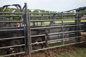 With No Tools The Effective Height Of This No Back Alley Stop Can Be Quickly Adjusted And Set To Prevent Backing By Bulls Cows Or Calves