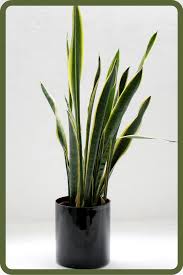 The second word in its name, trifasciata, comes from. Snake Plant Sansevieria White Natural Decor Planter Live Indoor Plant