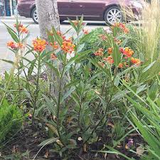 Image result for Asclepias curassavica