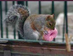 Yum Yum Eat Em Up Squirrel Food Squirrel Funny Squirrel