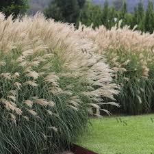 Image result for Miscanthus sinensis