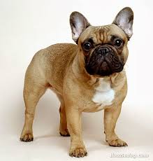 See the best french bulldog wallpapers hd collection. Free Download French Bulldog Hd Wallpapers 800x838 For Your Desktop Mobile Tablet Explore 49 French Bulldog Pictures Wallpaper French Bulldog Desktop Wallpaper Bulldog Screensaver And Wallpaper Cute French Bulldog Wallpaper