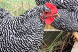 The plymouth rock is an american breed of domestic chicken. Barred Rock Backyard Chickens Learn How To Raise Chickens