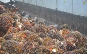 A fix for these libraries is coming soon. Berita Sawit Harga Tbs Sawit Jambi Periode 26 Juli 1 Agustus 2019 Turun Rp 4 80 Kg