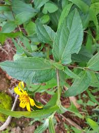 Image result for Aspilia