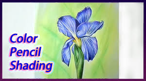 Hibiscus flower drawing in color pencil | flower drawing step by step i am showing how to draw a yellow hibiscus flowers. Realistic Colour Pencil Drawing Flowers Novocom Top