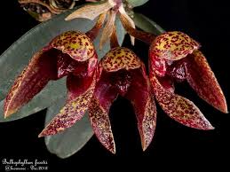 Image result for Bulbophyllum josephi