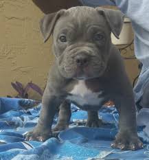 Stunning litter of 11 american bulldogs for sale. American Bulldog Puppies For Sale Coral Springs Fl 112318