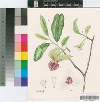 Image result for Monodora junodii