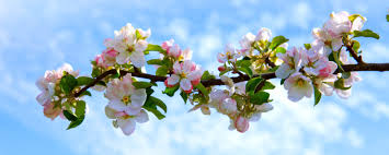 If a tree is male and contains flowers, then it has male flowers and produces pollen. How Long Until My Tree Produces Fruit One Green World