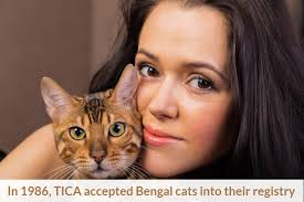 Plus d'infos sur les belgian cats : Are Bengal Cats Rare 2021 Update