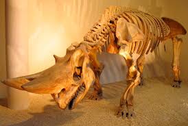 Https En Wikipedia Org Wiki Embrithopoda Media File Arsinoitherium Zitteli Jpg Prehistoric Prehistoric Animals Ancient Animals