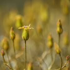 Image result for Hypertelis salsoloides