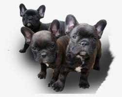 This map shows how many french bulldog rescue groups are in each state. French Bulldog Png Download Transparent French Bulldog Png Images For Free Nicepng