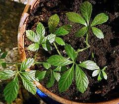 Image result for Eriosema pentaphyllum
