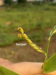 Image result for Panicum phragmitoides