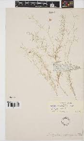 Image result for Microcharis