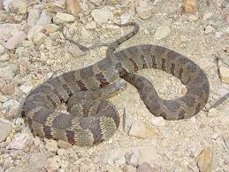 Maybe you would like to learn more about one of these? Midlandwatersnake