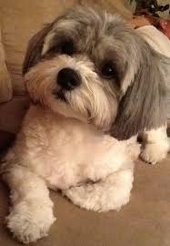 Shih Tzu Terrier Mix Black And Brown Pin By Jennifer Lee On Shih Poo Shih Tzu Puppy Shih Tzu Shih Tzu Dog