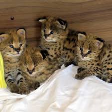 Enter a location to see results close by. African Serval For Sale In California 10 Petzlover