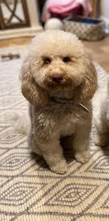 Lost Cat Lulu in Midway Area