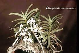 Image result for Ypsilopus