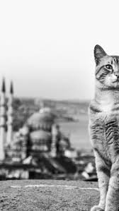 Butun Mesele Bir Dilek Tutup Gonlunuzun Dalina Asmakta Zaman Ve Dua Ne Guzel Ikilidir جمعة مباركة Hayvanlar Kedi Cats