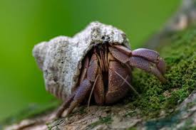Image result for Crabbea velutina