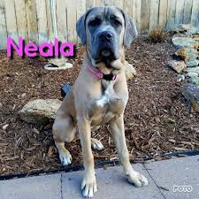 Finding a newfoundland rescue can be as simple as searching the internet. 23 Cane Corso Rescue Colorado L2sanpiero