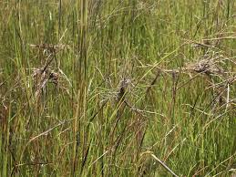 Image result for Heteropogon contortus