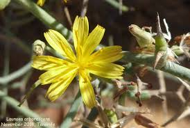 Image result for Launaea