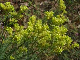 Image result for Struthiola montana