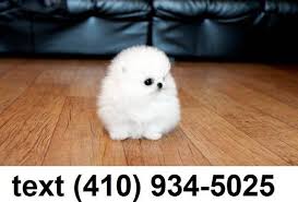 Find local pomeranian puppies for sale and dogs for adoption near you. Exceptional Tiny T Cup Pomeranian Puppies For Adoption New York Animal Pet