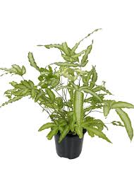 Image result for Pteris cretica