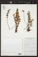 Image result for Pellaea angulosa