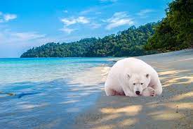 Comment je fait pour avoir la réponse sinon si vous l'avait nésite pas ! Epreuve 4 Sur 5 Mener Une Recherche Et Une Veille D Information Pix Ours Blanc Ours Polaire Veille Sur Moi