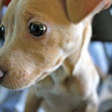 Our store also offers grooming, doggie day camp, training, adoptions, veterinary and curbside pickup. Animal Shelters In Pasadena Yelp