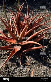 Image result for Aloe lutescens
