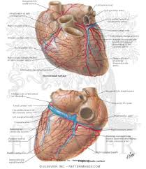Blood also transports heat around your body. Arteries And Veins Of The Heart Coronary Arteries And Cardiac Veins