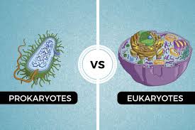 Is animal prokaryotic or eukaryotic. Prokaryotes Vs Eukaryotes The Differences And Similarities