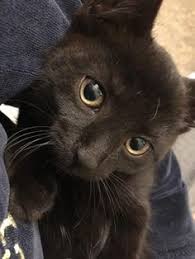 Maybe you would like to learn more about one of these? 110 Pets Ideas Pets Domestic Short Hair Adoption